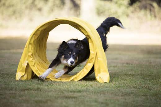 Border Collie alergând prin tunelul de agilitate