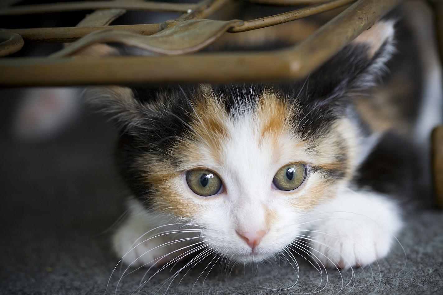 Small calico kitten crouches beneach a wicker chair.