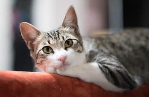 pisică relaxată pe spătarul canapelei