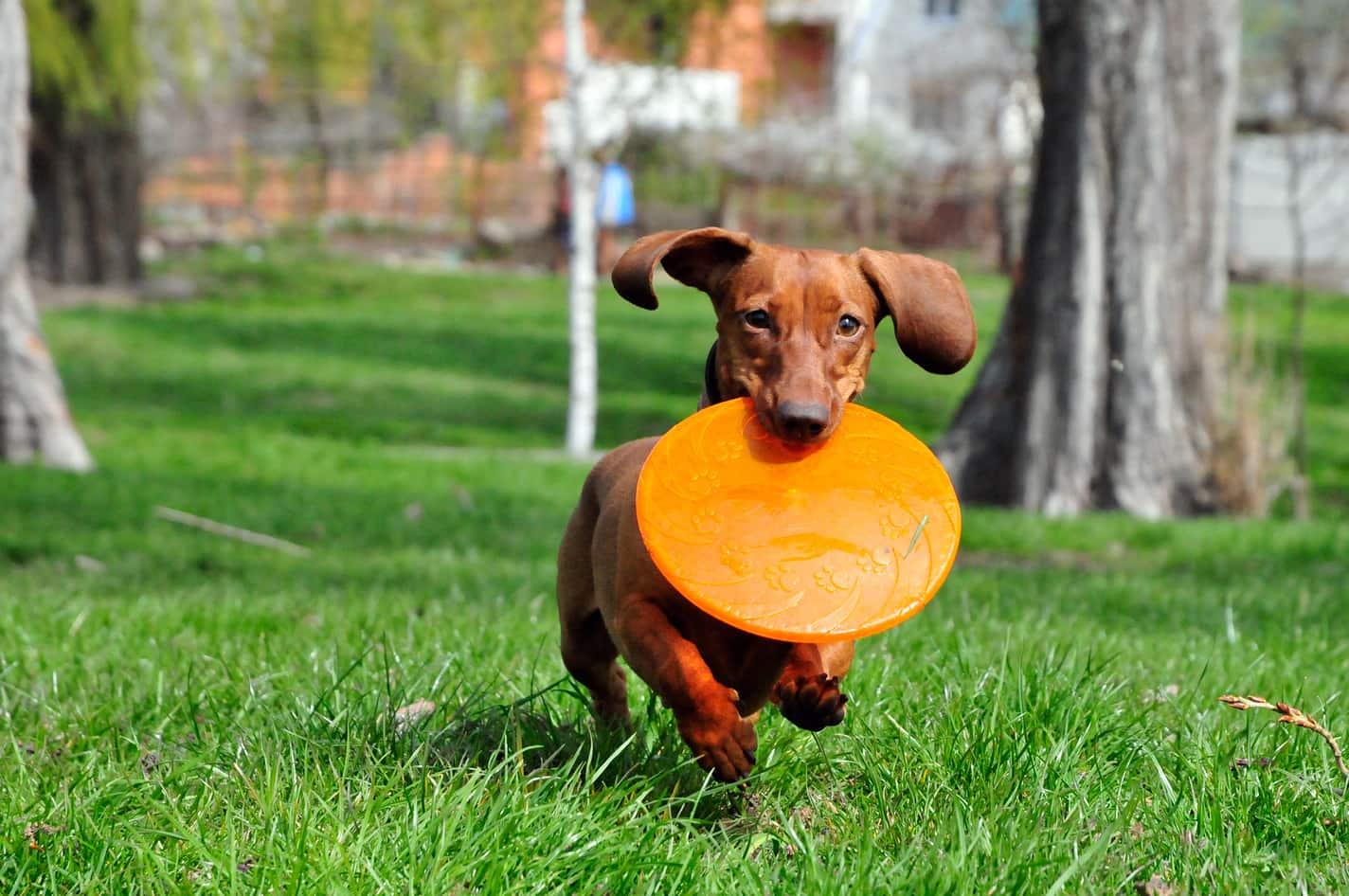 Dachshund maro cu un disc zburător portocaliu în gură, alergând în parc.