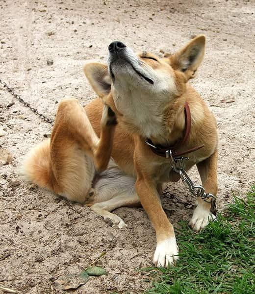 Câine portocaliu în lesă stând în șezut afară și scărpinându-se.