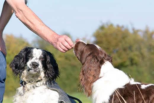 Câine English springer spaniel căruia i se oferă o gustare în aer liber în timp ce stă lângă un alt spaniel.