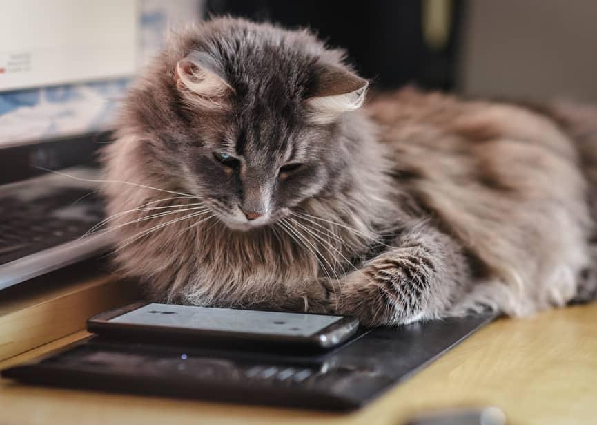 Pisică pufoasă și curioasă cercetând un smartphone