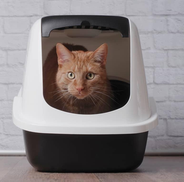 Pisică albă cu guler albastru căscând.