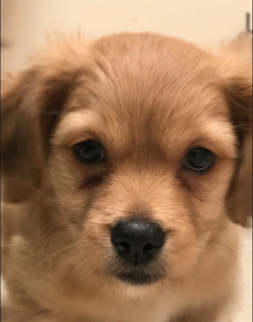 Close-up of golden retriever puppy.