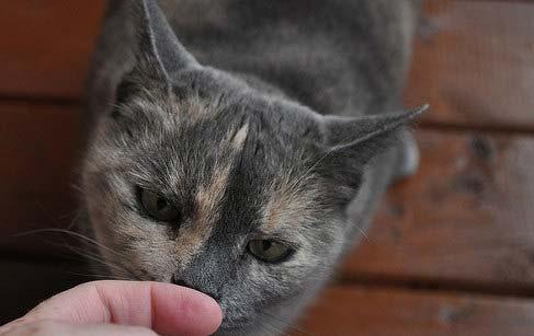 Gray cat sniffing finger.