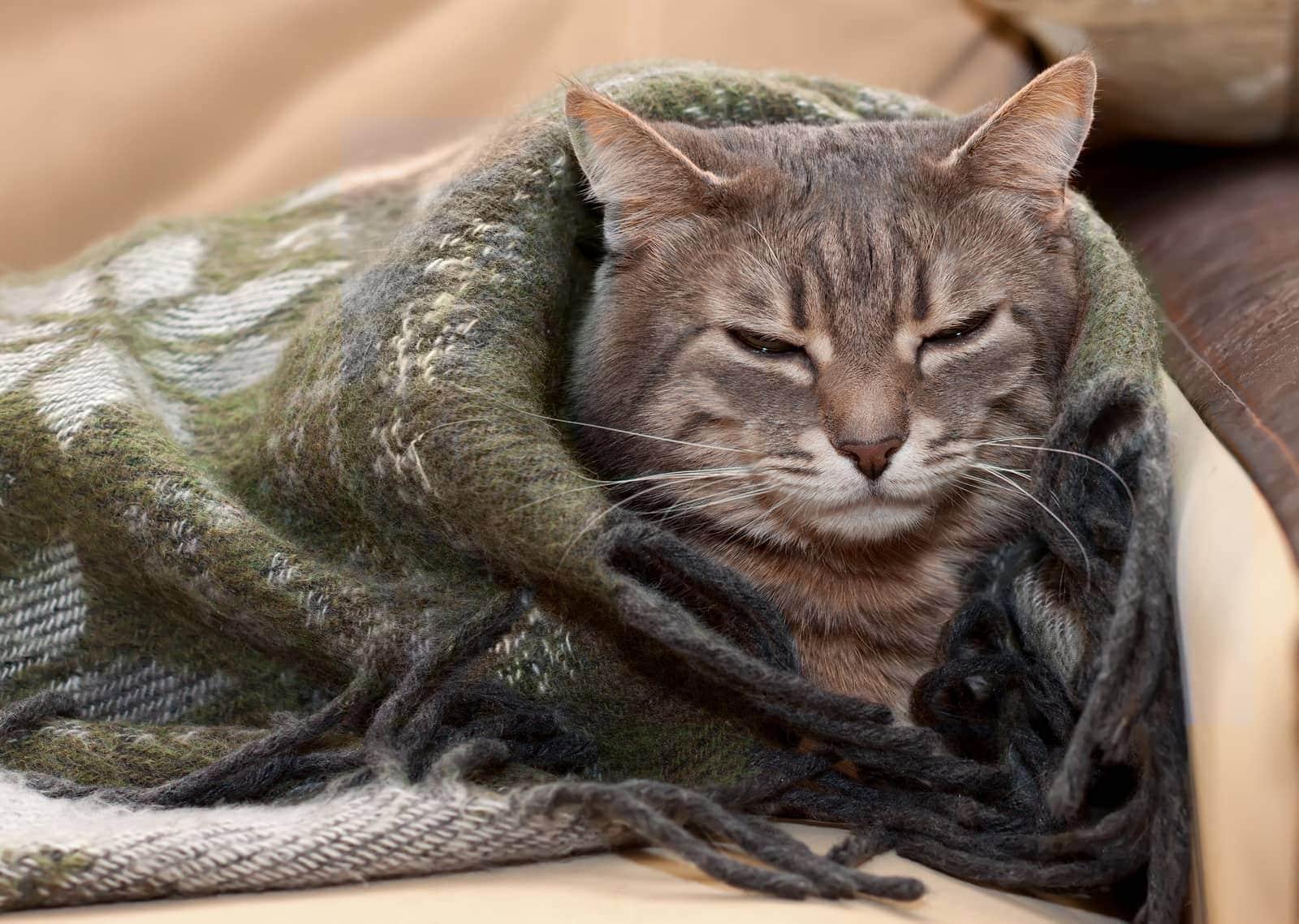 Gray tabby cat resting in a blanket