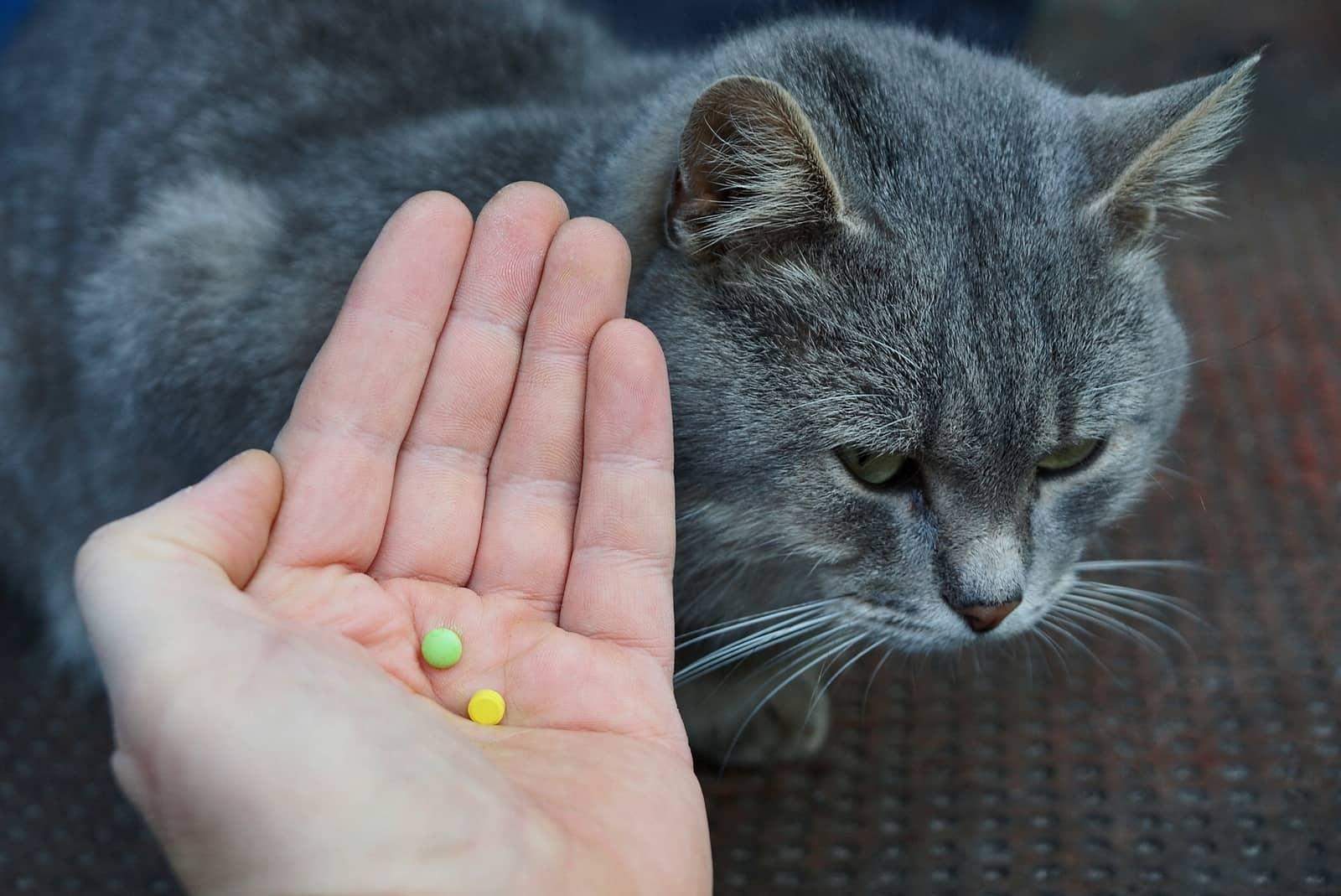 Hand holding out pills over the top of a gray cat.