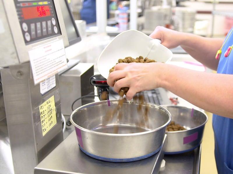 Tehnician veterinar turnând hrana din linguriță în castronul de mâncare.