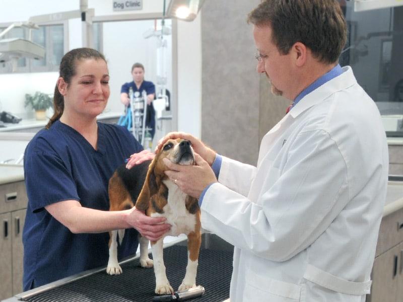 Medicul veterinar și tehnicianul veterinar examinează un beagle pe masa medicală.