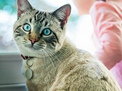 Tabby cat approaches woman by standing on the arm of a green and white plaid couch.