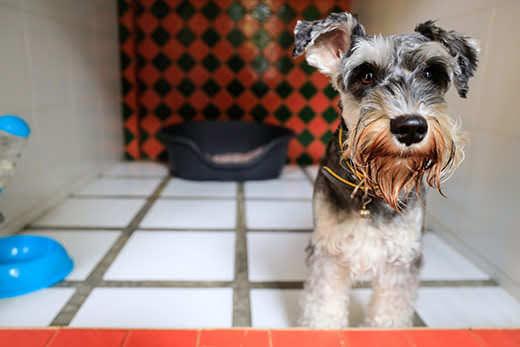 Schnauzer boarding in pet hotel