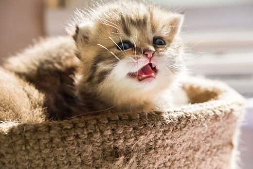 O pisicuță mică, într-un coșuleț, miaună încet.