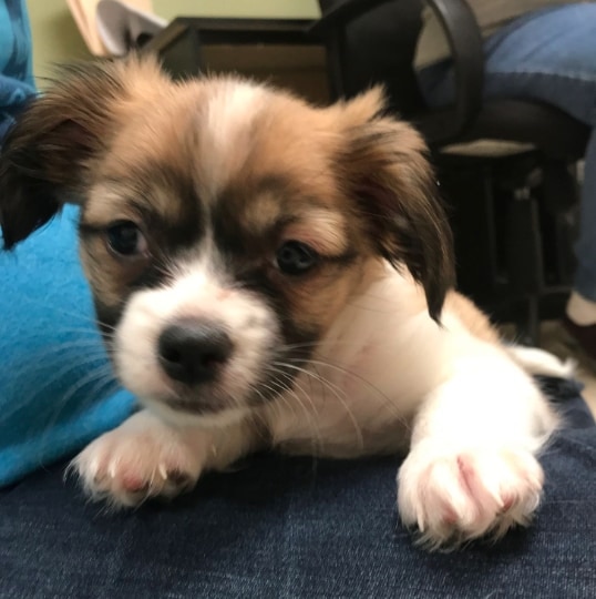 Small brown and white puppy laying on a lap.