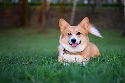 Corgi galez Pembroke zâmbitor culcat în iarba verde