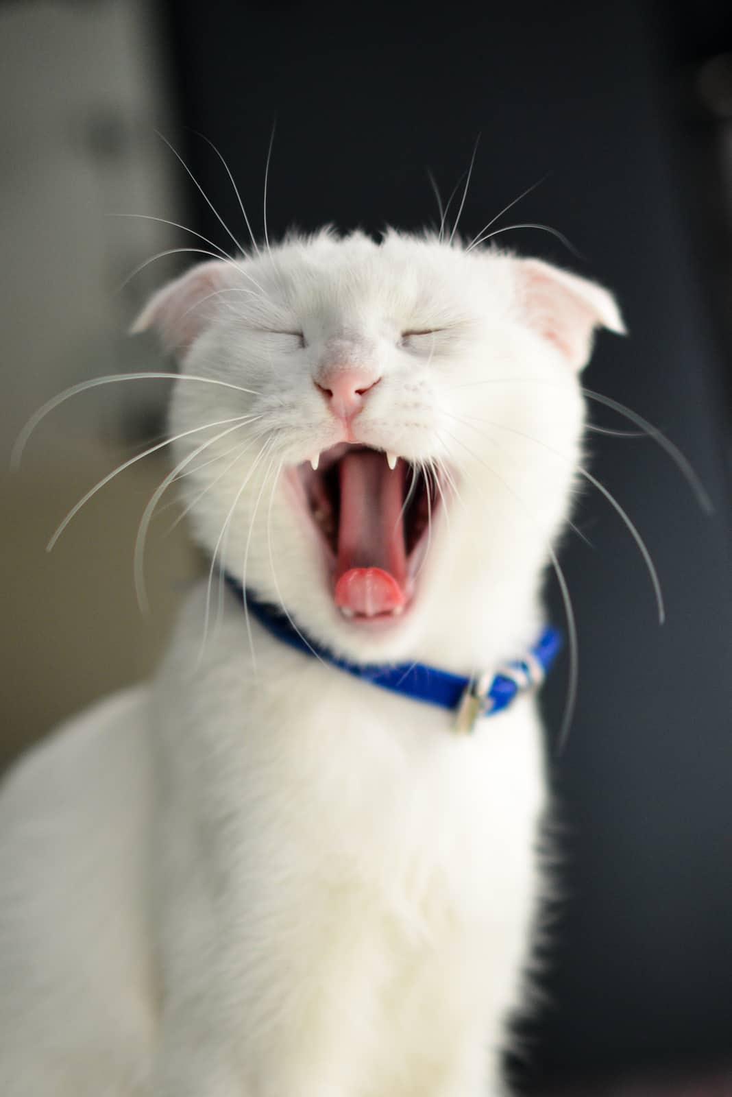 Pisică roșcată care stă într-o litieră și se uită la cameră.