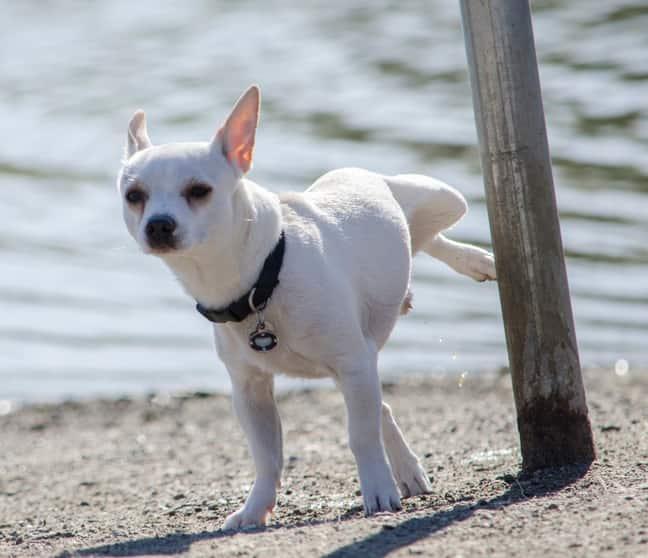Chihuahua alb care urinează pe un stâlp la plajă