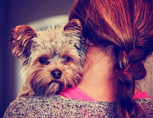 Un yorkshire terrier drăguț care trage cu ochiul de pe umărul unei femei