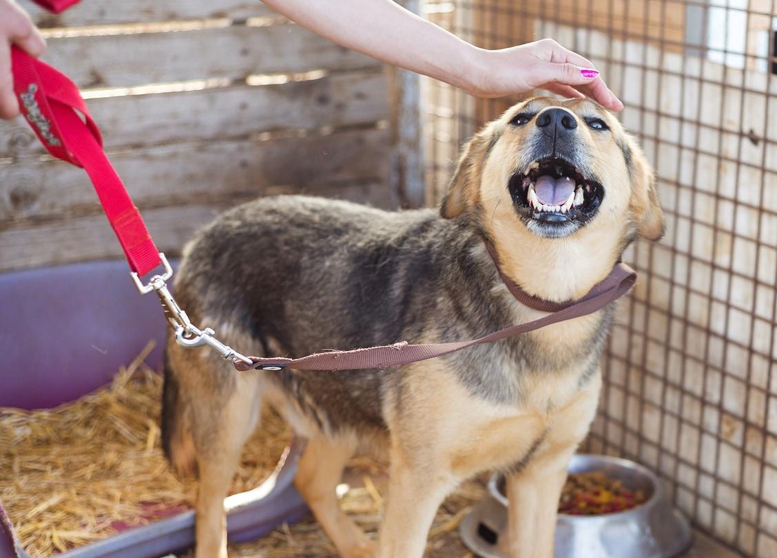 Woman petting a dog on red leash at shelter.
