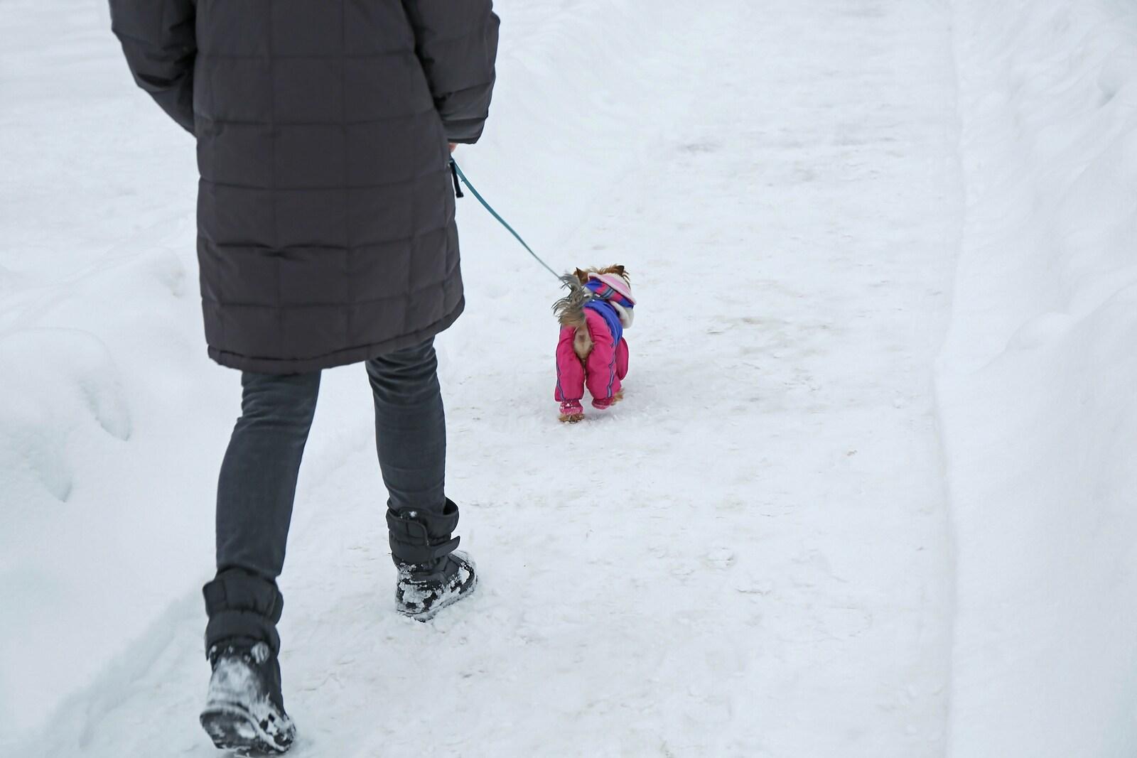 Person walking a small dog in a coat on a shoveled sidewalk in winter.