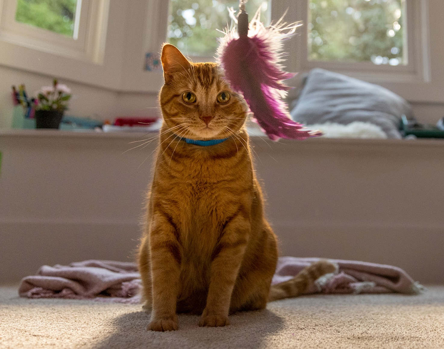 O pisică se uită la o jucărie atârnată