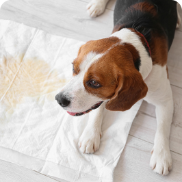 A dog is peeing inside the house