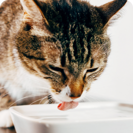 A cat drinking water from a bowl