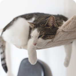 An obese cat sitting on a cat hammock