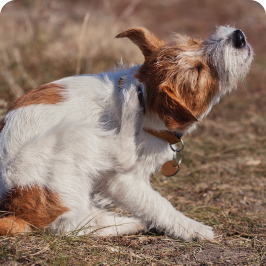 A dog losing hair