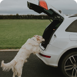 A dog is having trouble jumping into the car