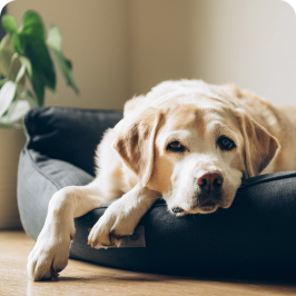 A obese dog seems lethargic and tired