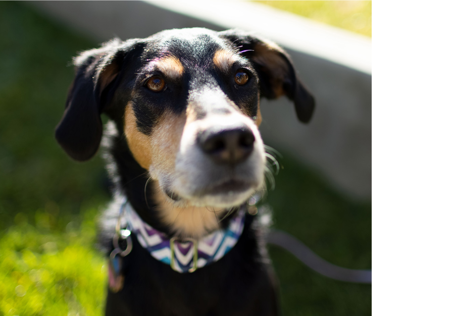 Un câine de companie negru
