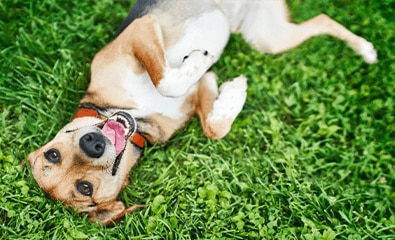 Câine teckel în ham roșu