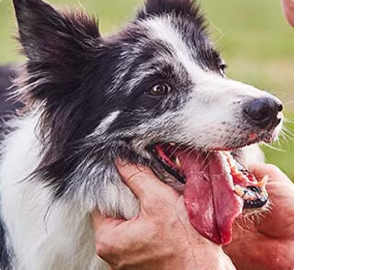 Border Collie gets scritches