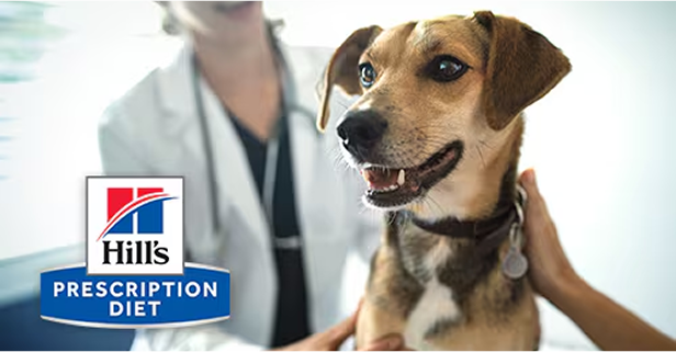 Pisică la un cabinet veterinar care bate laba cu asistenta