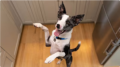 Câine pe picioarele din spate