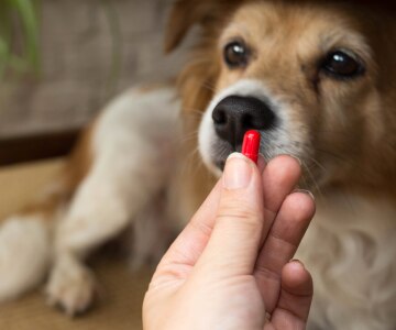 Dog about to take medicine from a person's hand.