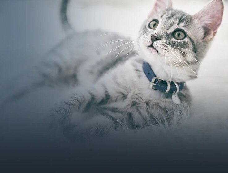 A white and black kitten laying down with its head propped up