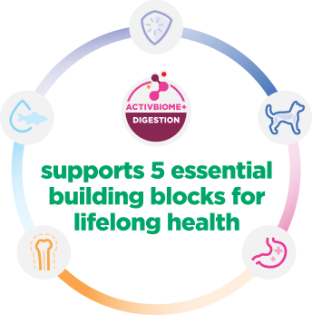 Infograficul explică 5 elemente de bază esențiale pentru sănătatea cățeilor