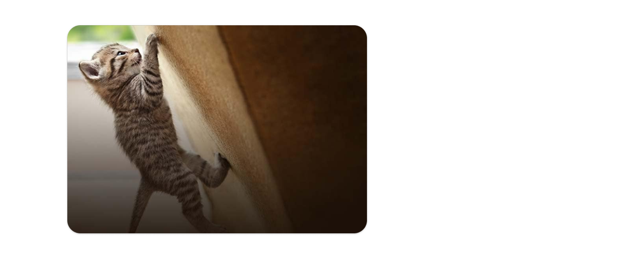 Un pisoi cățărându-se pe o jucărie pentru pisici