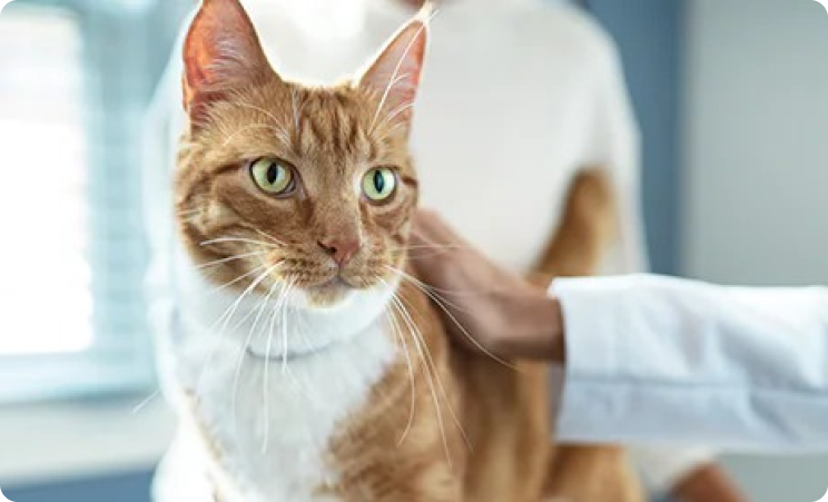 An orange and white kitten In Veterinary Clinic