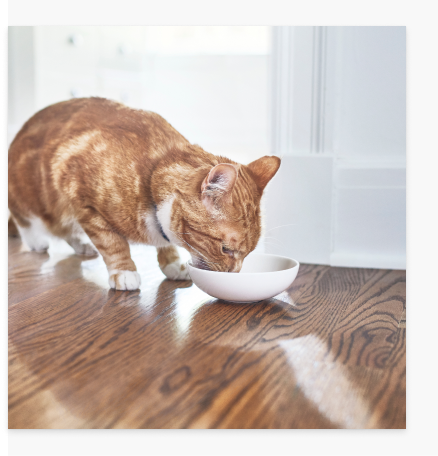 Pisică mâncând mâncare