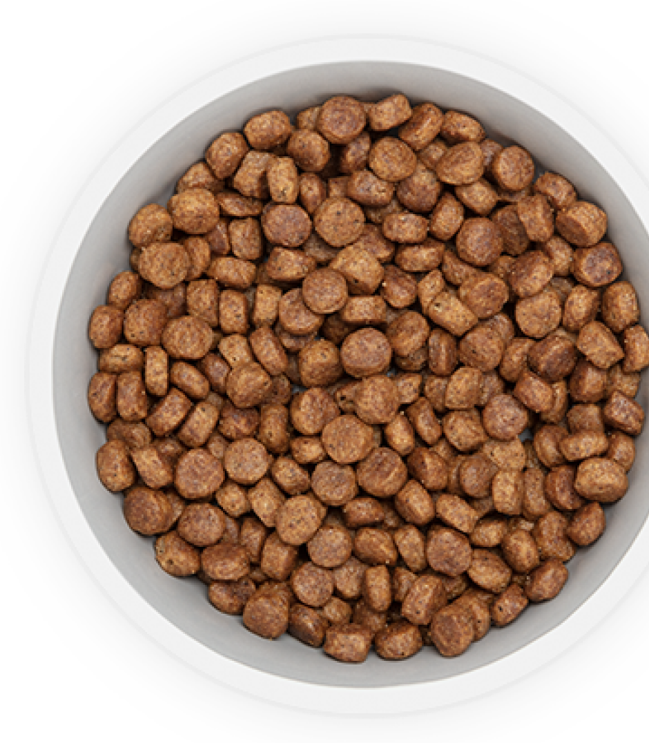 Hrană pentru câini