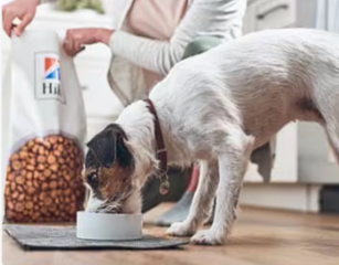 Câine mâncând hrană pentru câini Hill's Pet