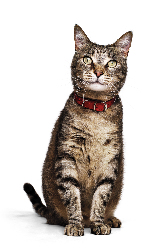 Gray Cat with red collar