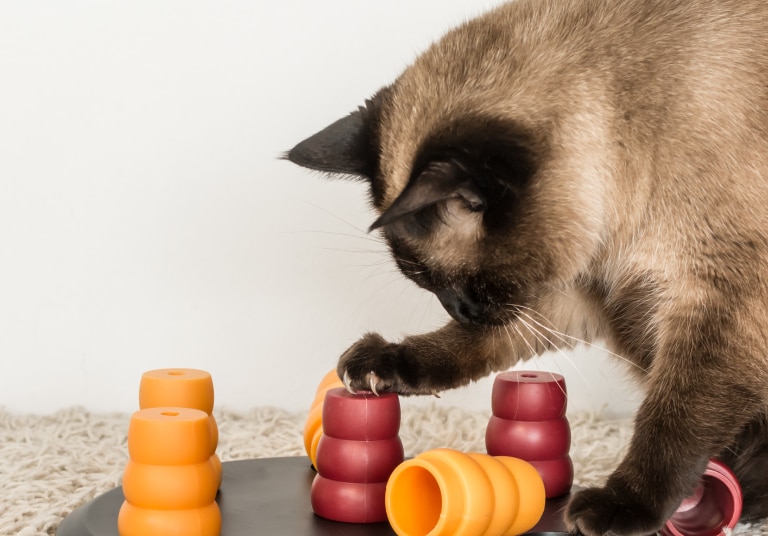 Cat playing with toys