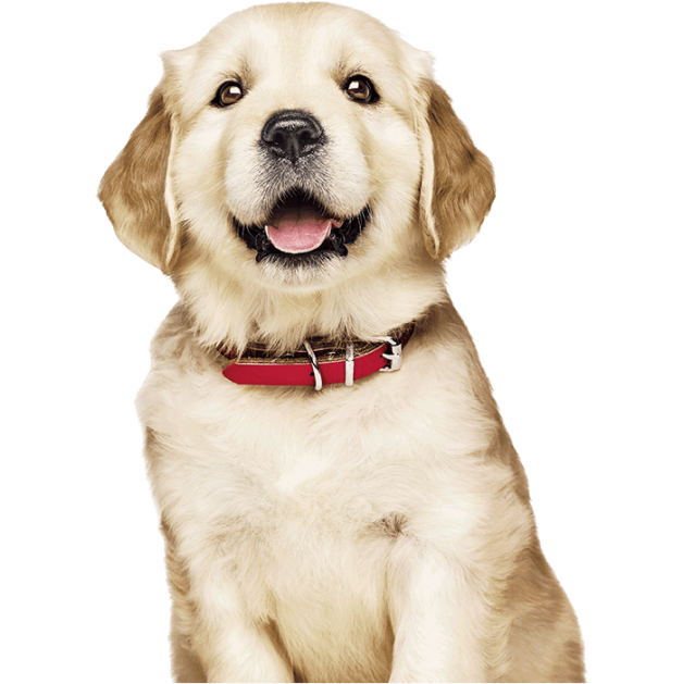 cățeluș golden retriever