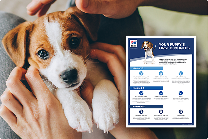 Un cățeluș ținut de o persoană și un ghid pentru căței cu un formular informativ