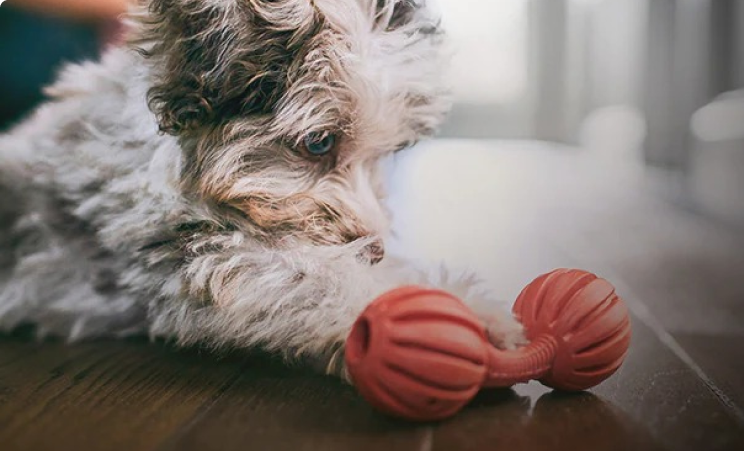 un cățeluș alb-negru care se uită la o jucărie