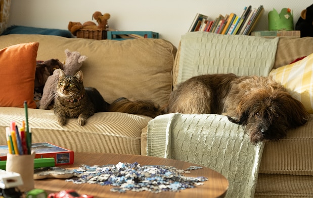 O pisică și un câine relaxându-se pe canapea